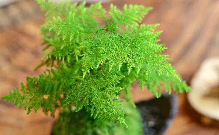 这9种花是活的吸尘器, 吸油烟除甲醛, 每个房间都得养1盆!