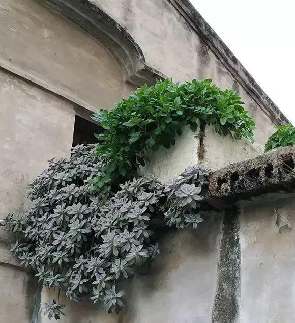 农村老家的多肉, 爬的满墙都是, 白送都没人要!