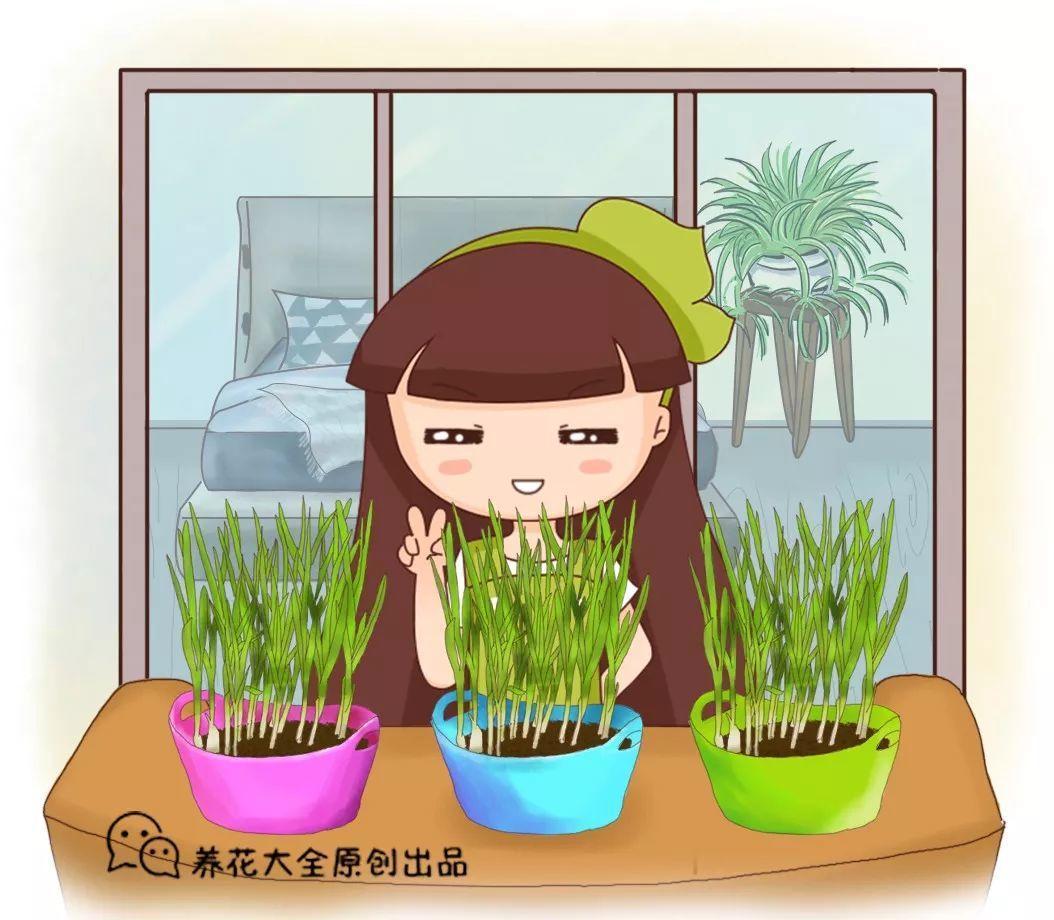 老爸天天逛花市, 光看不买, 只因为家里种了它们!