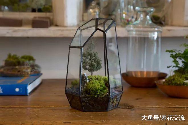 适合自己在家里DIY的几个精美创意植物景观