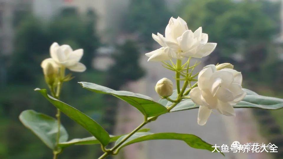 爱喝茶的你, 不如养养这5种花, 以后再也不用买茶叶了!