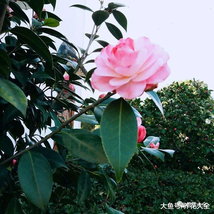 茶花这么养, 花蕾呼呼往外冒, 花朵越来越水灵!