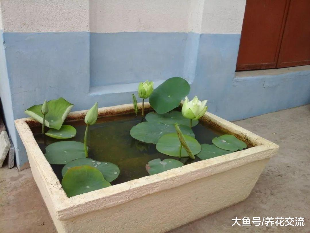 光照很充足的碗莲叶子长满一盆, 为什么一朵花都没有?