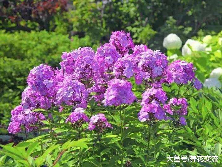 适合在小庭院或阳台上布置的10种盆栽, 特别容易布置