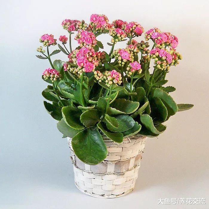 家里养这8种盆栽花卉, 经常忘记浇水也能生长灿烂
