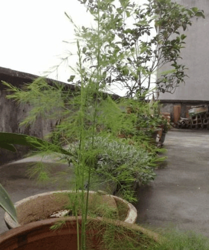 家人想吃芦笋, 奈何价格太贵, 种1次在阳台上让你丰收10年