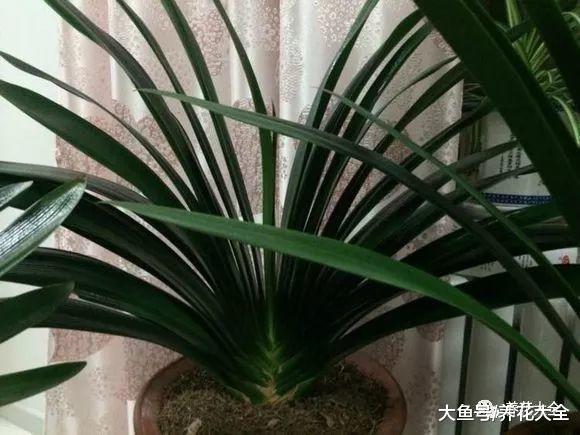 君子兰不开花? 那就给它换个盆, 花叶一起往外长!