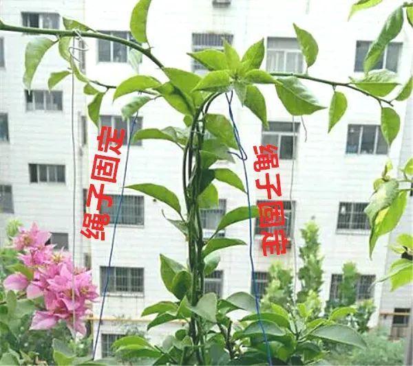 三角梅发财树, 被爷爷编上小辫儿, 疯狂冒新叶花朵呼呼开!