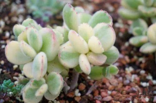 为什么这么多人喜欢养殖多肉? 我想原因大概就是在这里了!