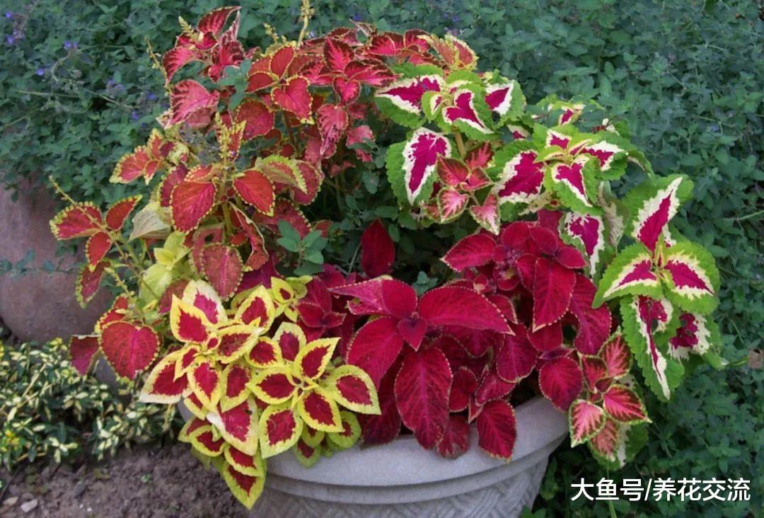 在低光照的桌面上也能开花的盆栽植物, 这两种植物都适合办公室养