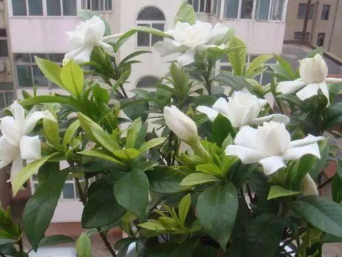 听说北方养不了栀子花? 这样养, 花朵又多又大, 花盆都装不下!