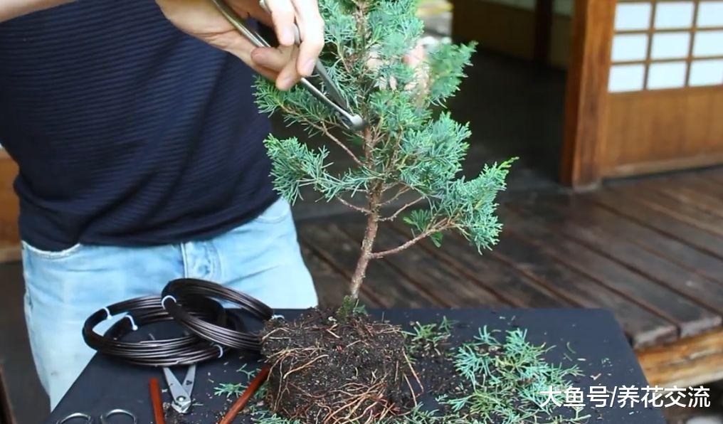 长到4年杜松经过修剪, 用金属丝缠绕后制作出迷人盆景