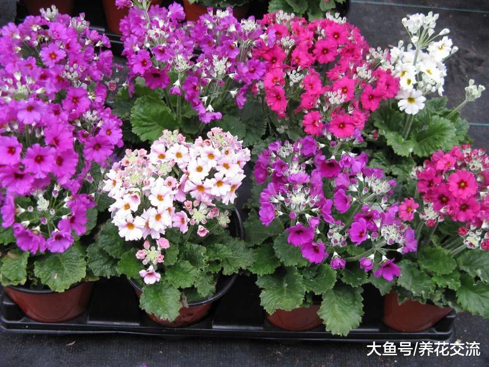 适合种在树荫下的报春花, 为啥养了几年不开花?