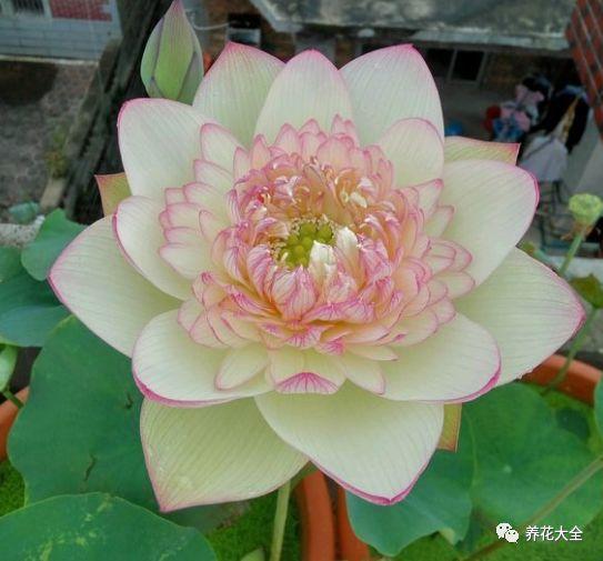 夏天就养它, 花开一朵比拳头还大, 越热越爆盆!