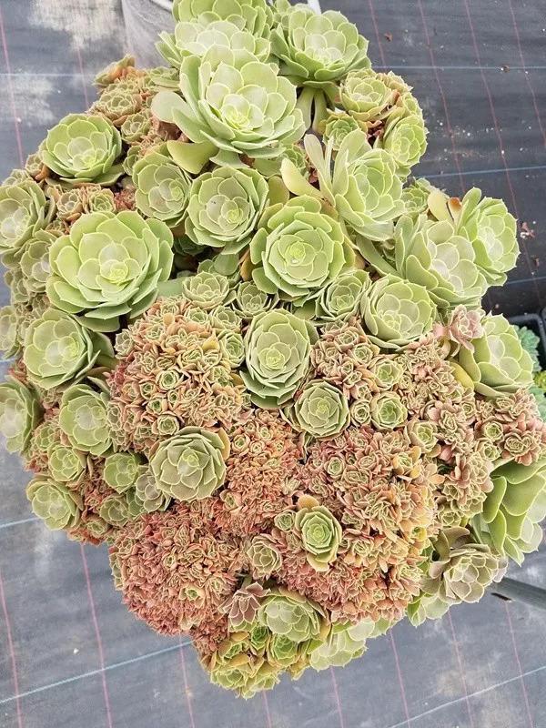 土豪的多肉大棚, 一盆上万, 连叶子也买不起啊!