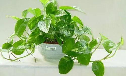 别再为卫生间养什么植物烦恼了? 养这些植物绝对错不了!