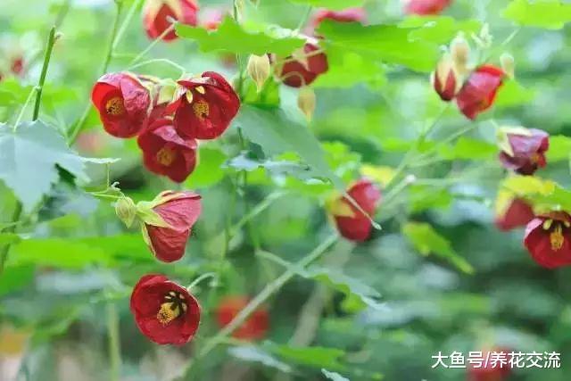 在室内养可以持续开花的风铃花盆栽, 花朵像一个个红灯笼