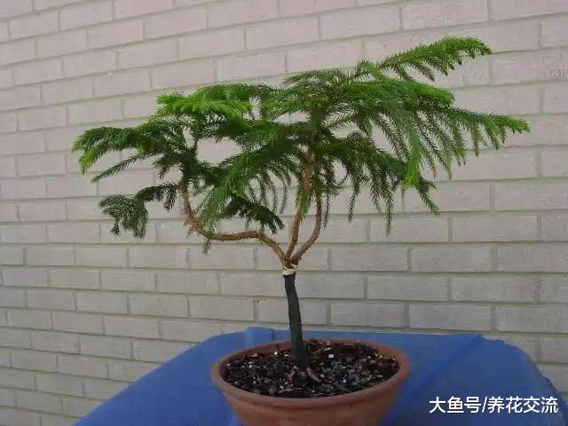 ?这些室内盆栽树很适合摆放在客厅, 半个月不管也能生长良好