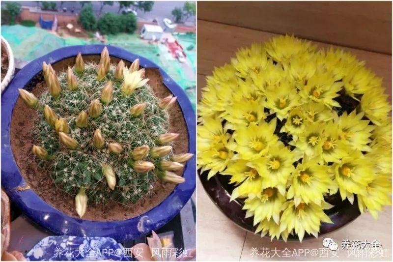 1个仙人球开40朵花, 这些品种, 你又见过多少?