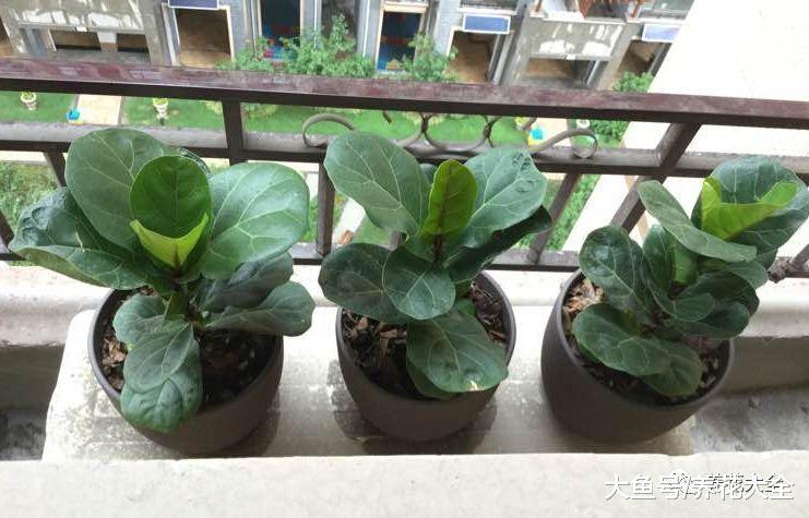 琴叶榕又长斑了? 学会这一招, 养的比绿萝还要好看!