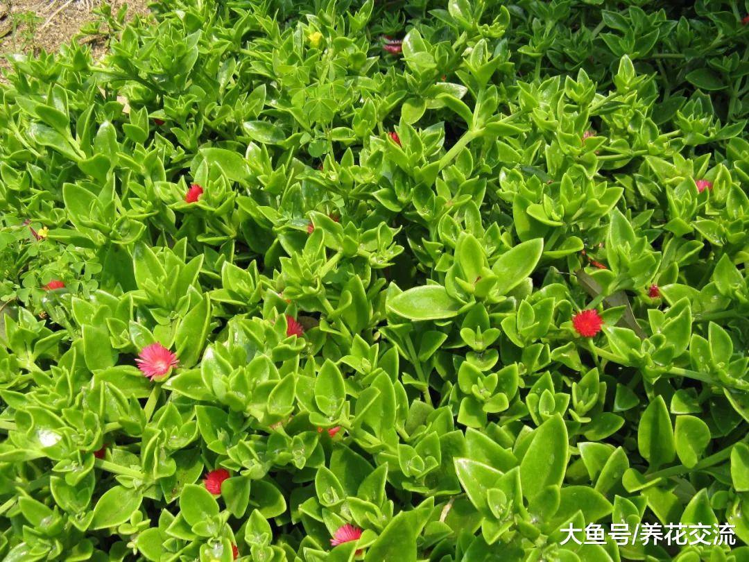 5种观赏性特别好的多肉植物, 还能成为很棒的草药植物