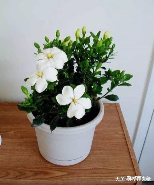 当栀子遇上桂花, 不但是颜值组合, 效果比空气清新剂还管用!