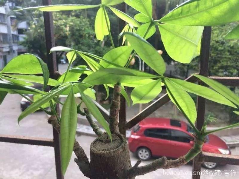 一到夏天就烂根? 发财树这样养, 长得又高又粗!