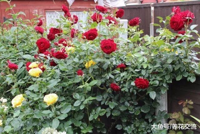 用泻盐促进月季开出灿烂的花朵, 也能很好地预防病虫害
