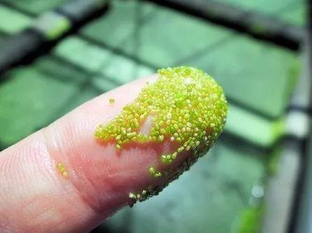 养花就选木芙蓉, 天天变颜色, 养一盆顶三盆!