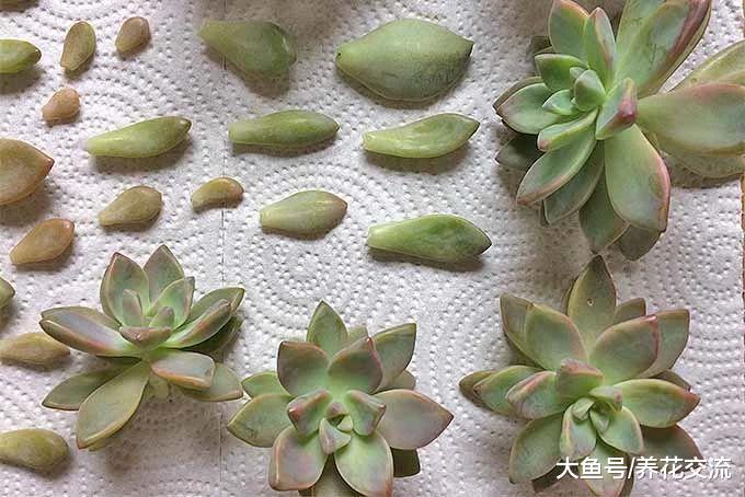 这几个简单的步骤都可以轻松繁殖多肉植物, 你喜欢哪种?