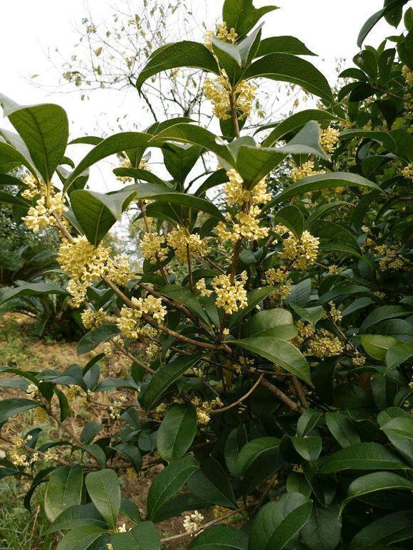 趁现在换个盆, 让桂花年年开, 香气飘十里!