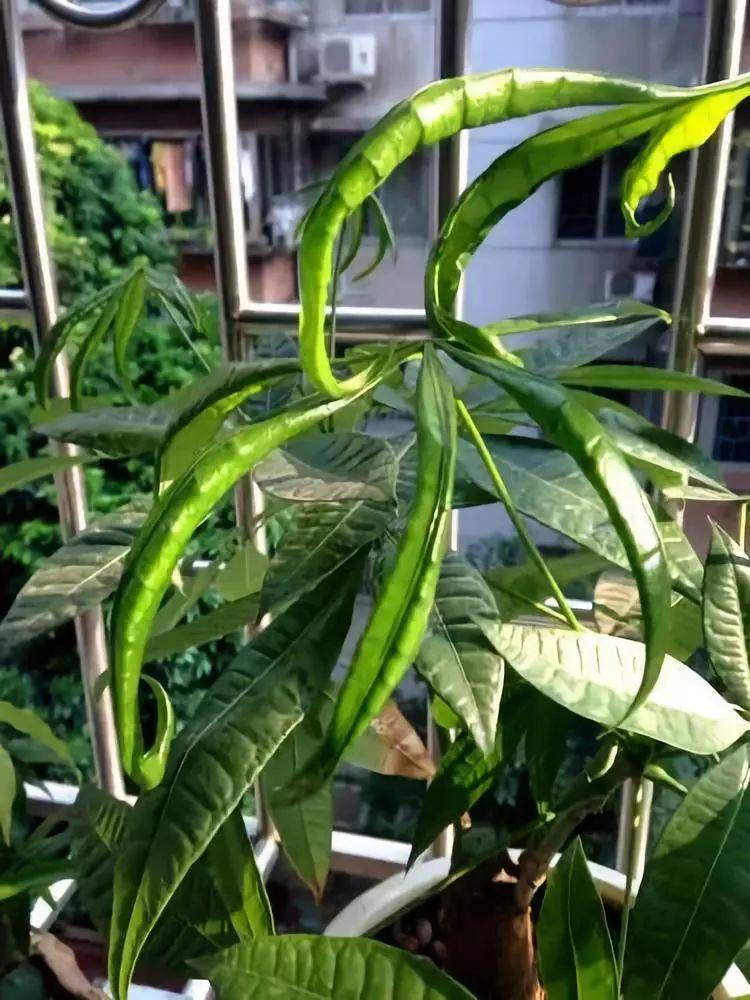 发财树卷曲还下垂? 赶紧抢救, 问题都出在这了!