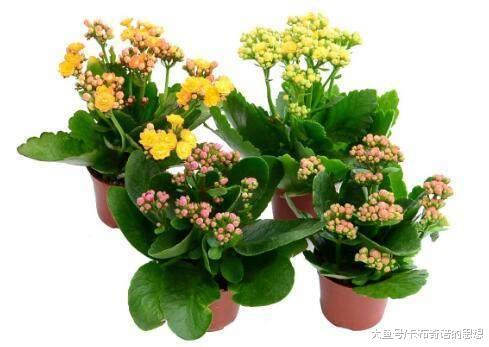 冬天就养这6种“花花草草”, 花期超长, 关键它们有助睡眠还招财