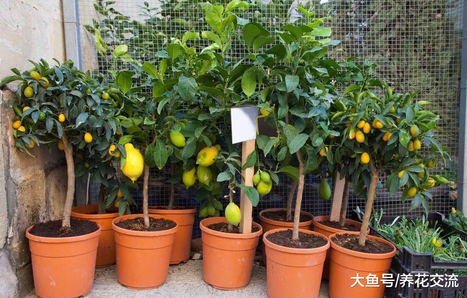 阳台可以栽种的8种盆栽水果, 有的还能四季结果