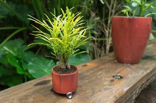 养花多年老司机说, 植物的这15个表现一定要及时处理!