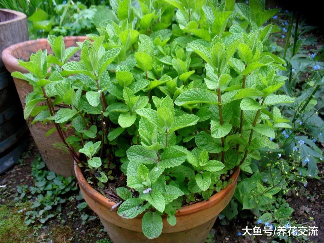 在家里种出不断繁殖的薄荷, 不怕养死就怕过度蔓延