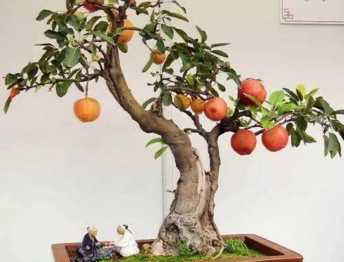 室内养殖植物, 一定要注意这些原则, 否则再细心都没用!