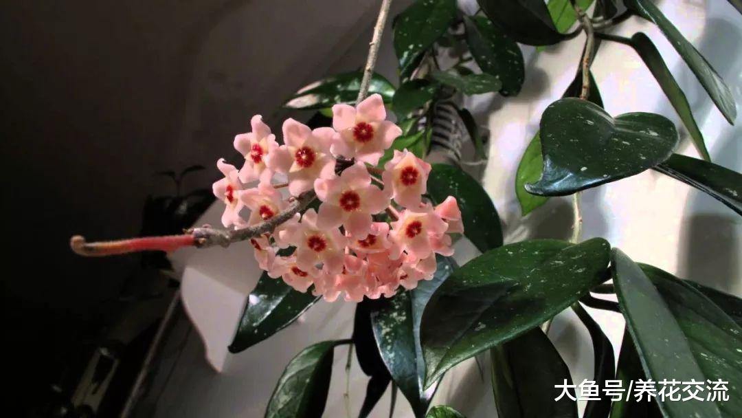 花朵芬芳、容易爬藤的球兰, 你想将它养在窗台上吗