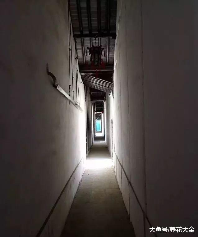 无锡小娄巷154岁牡丹, 一口气开72朵, 老外曾专门给它拍纪录片!