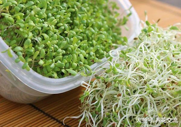 在家里随便用一个容器加一点水就能养成菜苗, 一两周就能吃