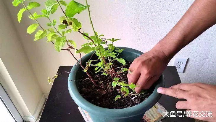 在家里种出不断繁殖的薄荷, 不怕养死就怕过度蔓延