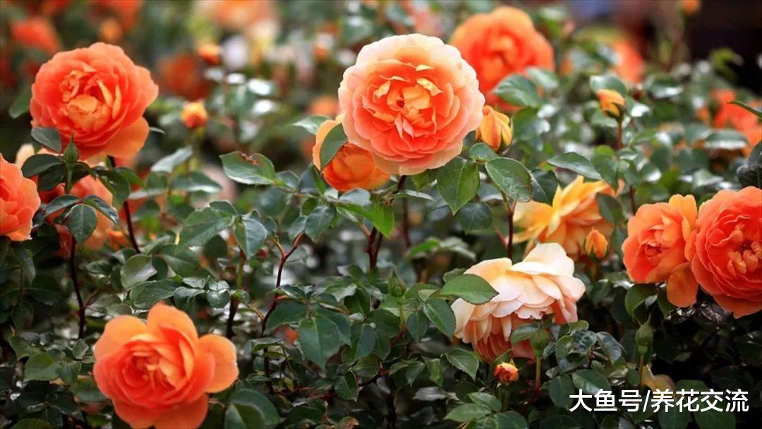 注意养护月季花植物7个问题, 能够保持常年开花的状态
