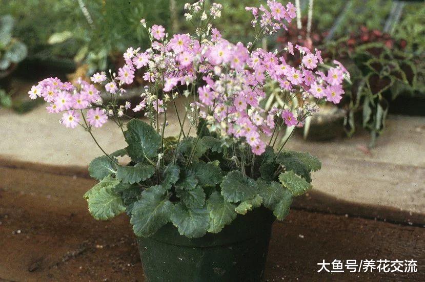 适合种在树荫下的报春花, 为啥养了几年不开花?