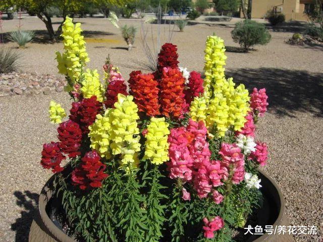 10种特别有趣的植物, 花友们看着就想养一盆