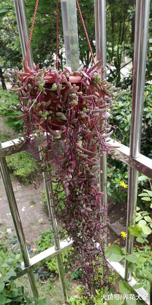 天气越来越热, 不如养盆蓝雪花, 遮阴又好看!