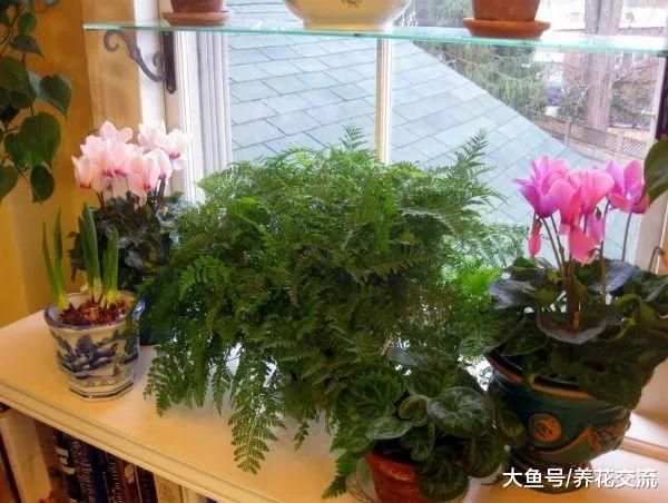 南方的冬天寒冷潮湿, 还不快点种上这5种除湿的植物