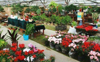 “国庆节”逛花市, 小心3种花, 再好看也别买, 回来也养不活