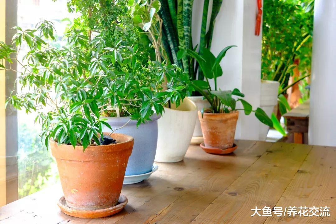 这些植物适合改善室内的空气质量, 可以在家里多种几盆
