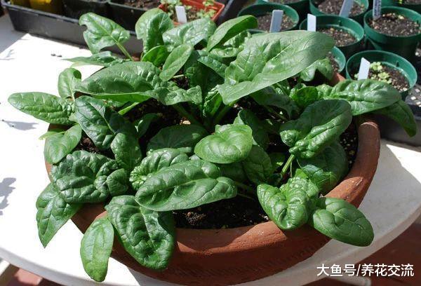 如何种出甜美的菠菜盆栽, 即便是夏季也不会变苦涩