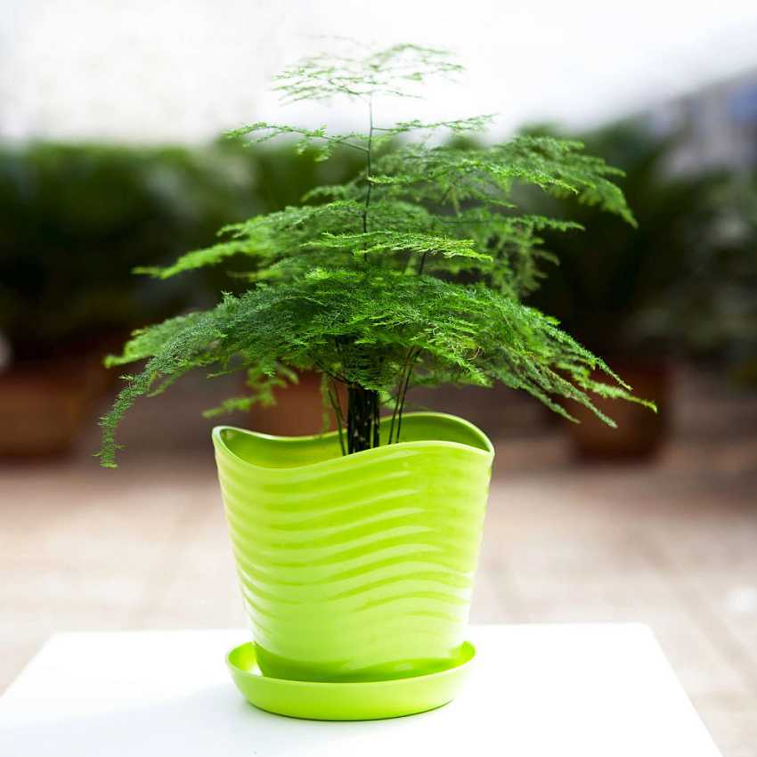 “流感”最怕这3种花, 养一盆在家里, 病菌走光光, 健康!